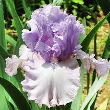 Iris Crystal Gazer Kristl Gejzer Kupiti Korenevisha Ta Sadzhanci V Gorshkah V Ukrayini Kiyiv Nedorogo Florium Ua