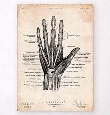 Image result for Hand Anatomy