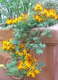 More images for lotus vine amazon sunset » Lotus Berthelotii Wikipedia