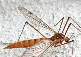 Image result for Rinorea ferruginea