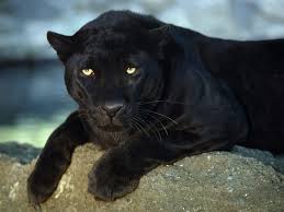 This movie released on 16 february 2018 (usa). What Is A Panther Black Panther Fascinating Animals