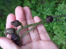 Image result for Sonchus dregeanus