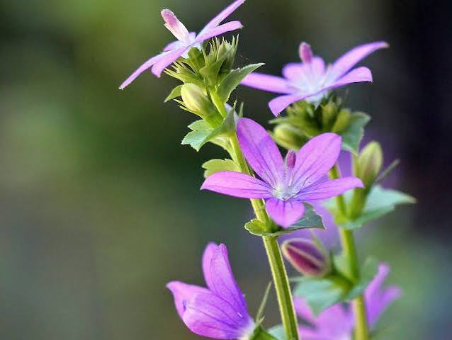 Venus' looking glass - Florida Wildflower Foundation