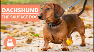 Famous dachshunds include picasso's dog lump, who may have inspired some of his works, and. Dachshund The Sausage Dog Youtube