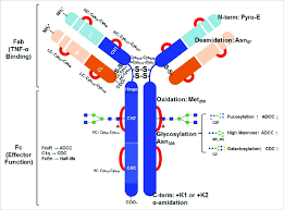 Image result for Infliximab