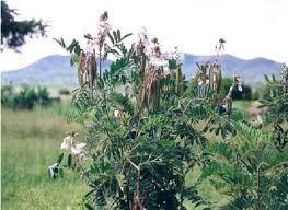 Image result for Tephrosia vogelii