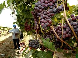 Sacramento County Sets Record For Agricultural Production