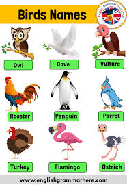 This list will use common bird names. 20 Birds Name Birds Name List English Grammar Here
