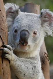 Meet The Animals Featherdale Wildlife Park Sydney Australia Wildlife Park Animals Koalas