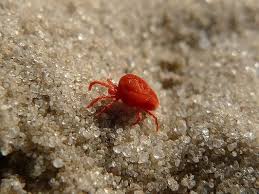 Image result for red mite