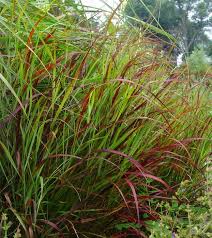 Image result for Panicum