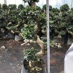 Ficus Ginseng Bonsai S-Shape Ficus Microcarpa for Home ...