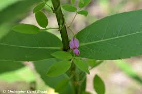 Image result for Galactia