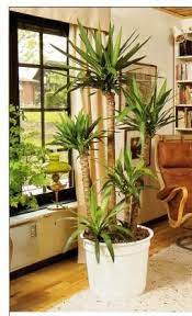 The light that comes in through the window will be affected by what has already been absorbed outside the window. Growing Plants At A North Facing Window Plants House Plants Indoor Plants For North Facing Window