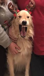 This Is Why We Can T Have Nice Things Meme This Is Why We Can T Have Nice Things Ace Funny Dog Memes Dog Memes Golden Retriever