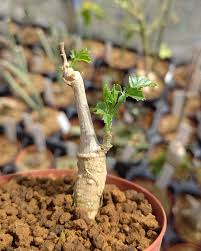 Image result for Momordica cardiospermoides