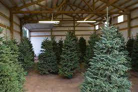 Viele stellen ihren weihnachtsbaum 2 tags vor heiligabend auf. Weihnachtsbaum Lagern So Halt Er Langer