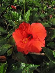 Image result for Hibiscus rhabdotospermus