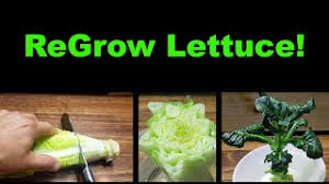This video shows you how to grow romaine lettuce from scraps. The Pros And Cons Of Growing Romaine Lettuce From Scraps Gardeningetc