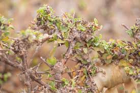 Image result for Commiphora kua