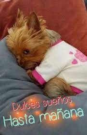 Imagenes De Corazones De Buenas Noches Cute Animals Cute Baby Animals Baby Animals