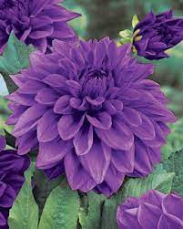 Dahlia Dinnerplate Lilac Time Dahlia Flower Beautiful Flowers Purple Flowers