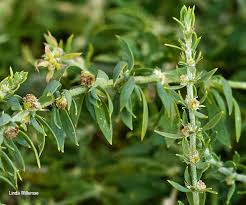 Image result for Pollichia