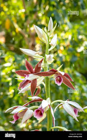 Image result for Phaius occidentalis