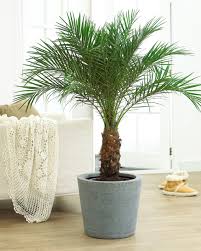 Palms are one of the most popular, if not the most popular of house plants. Palm Trees Big Small And Cold Hardy Fast Growing Trees Com Blog Indoor Palm Trees Artificial Plants Indoor Air Cleaning Plants