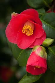 Camellia Japonica Rubra Or Single Red The Wild Form Of The Species Camellia Japonica Found On The Eastern Camellia Flower Beautiful Flowers Flowers Nature