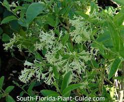 It has a low canopy, and is suitable for planting under power lines. Night Blooming Jasmine