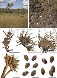 Image result for Diplacrum africanum