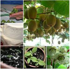 How To Grow A Kiwi Plant From Seed Kiwi Growing Grow Kiwi From Seed Growing Fruit