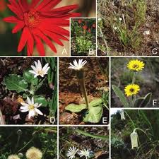 Image result for Gerbera piloselloides