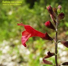 Image result for Salvia coccinea