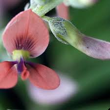 Image result for Microcharis annua