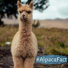 The Alpacas Alpaca Pictures Alpaca Alpaca Facts