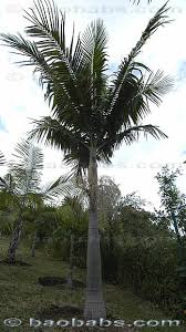 Image result for Archontophoenix cunninghamiana