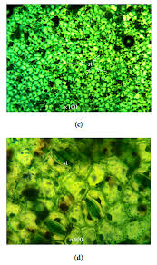 Image result for Phragmanthera capitata