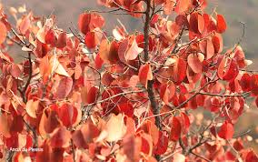 Image result for Pseudolachnostylis maprouneifolia