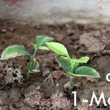 Growing Apple Trees From Seed Apple Tree From Seed Growing Apple Trees Growing Fruit Trees