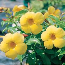 Image result for Allamanda