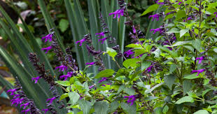 Amistad' Salvia - Southern Living Plants