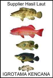 Harga ikan kerapu macan dapat mencapai rp. Penjual Ikan Kerapu Harimau Hidup Home Facebook
