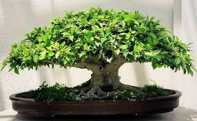 Plants indoor ivy plants types indoor plant decorating begonia indoor plant best low light indoor flowering plants non flower plant flowering garden plants identify flowering houseplants best indoor plants for low light flowering plants and their names various indoor plants common. 9 Non Flowering Plants That Cast The Magic With Their Foliage