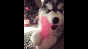 All our boys will be fully health checked by our vet. Best Cute Husky Vines Gifs Gfycat
