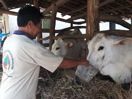 We did not find results for: Inovasi Petani Pakan Sapi Alternatif Buatan Martono Lebih Hemat