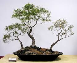 Eucalyptus viridis green mallee year first styled 2003. Australian Native Plants As Bonsai 2008