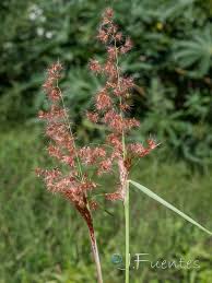 Image result for Melinis ambigua