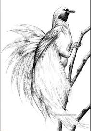 Di artikel ini saya akan membagikan kumpulan sketsa gambar burung lengkap berbagai jenis dari burung hantu, elang, nuri, merpati, hingga merah lengkap dengan cara. Sketsa Burung Merak